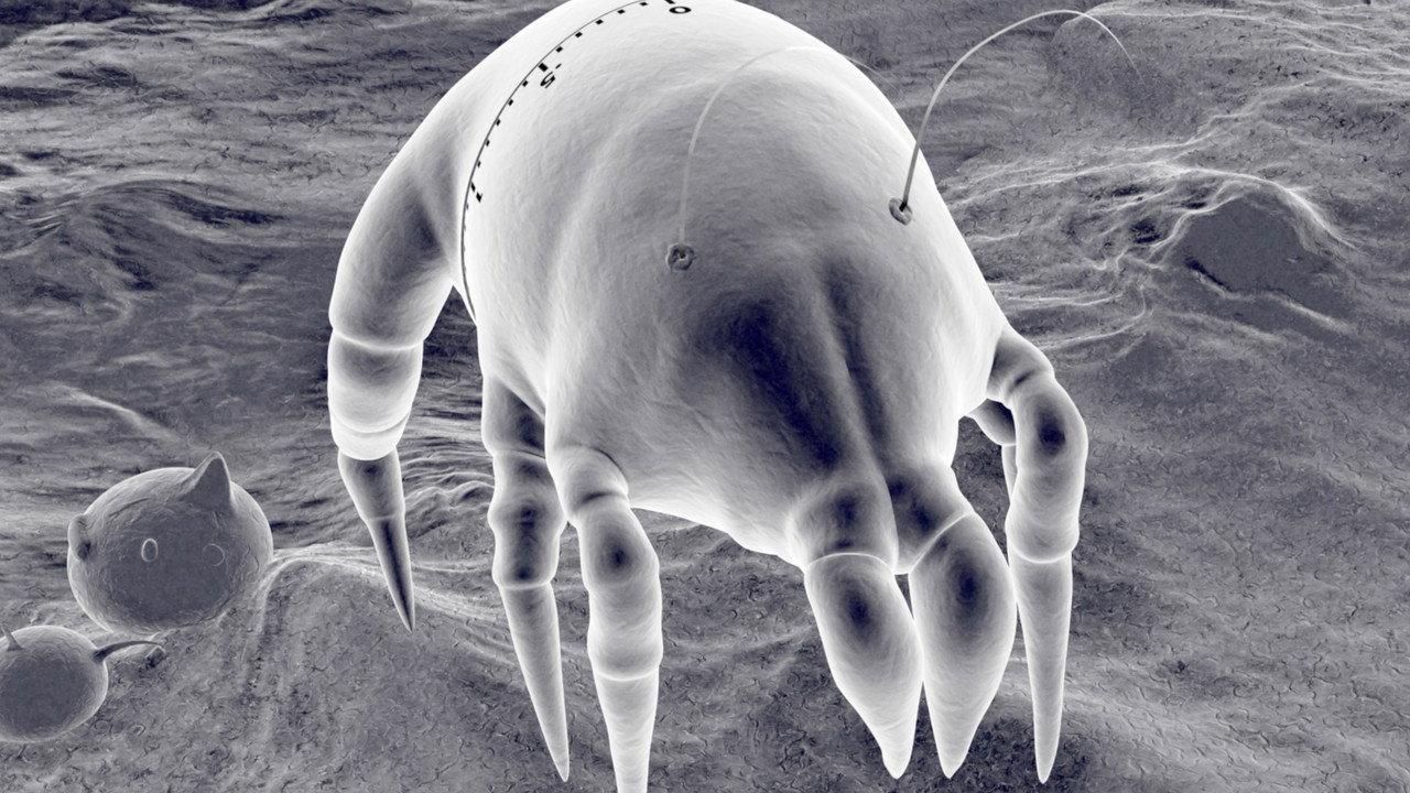 Gonna Get Along Without You Now (Dustmite) backdrop