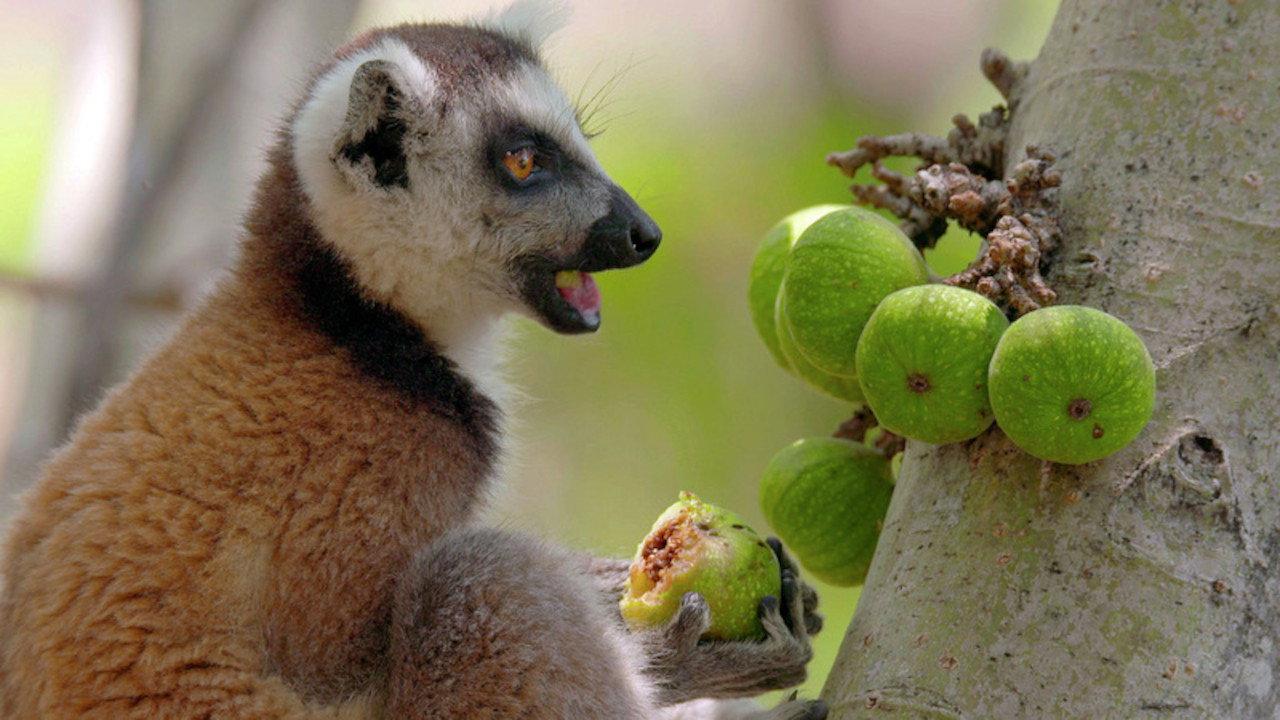 Biodiversité : les sanctuaires de l'espoir backdrop