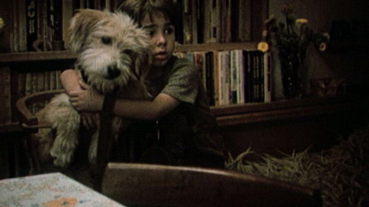 A Dog in a Drawer backdrop