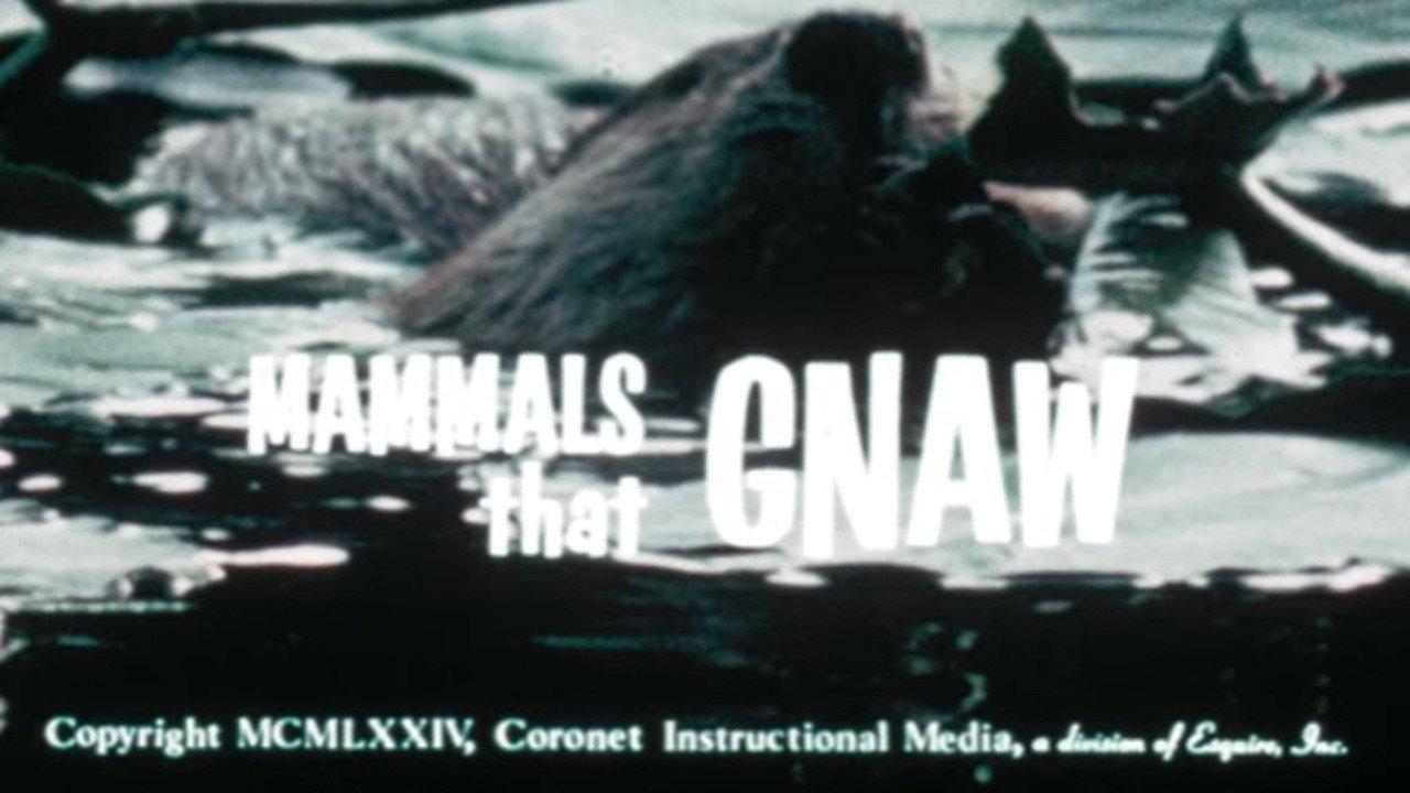 Mammals That Gnaw backdrop