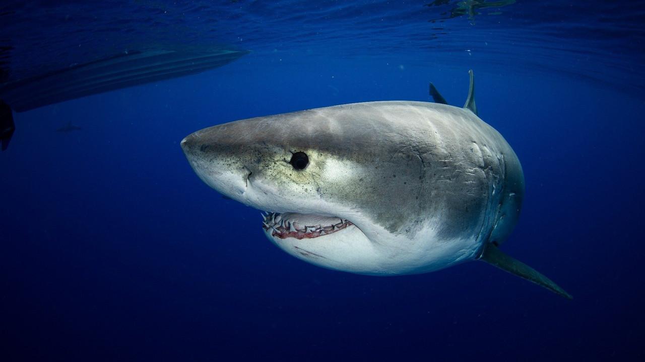 Great White vs Tiger Shark backdrop