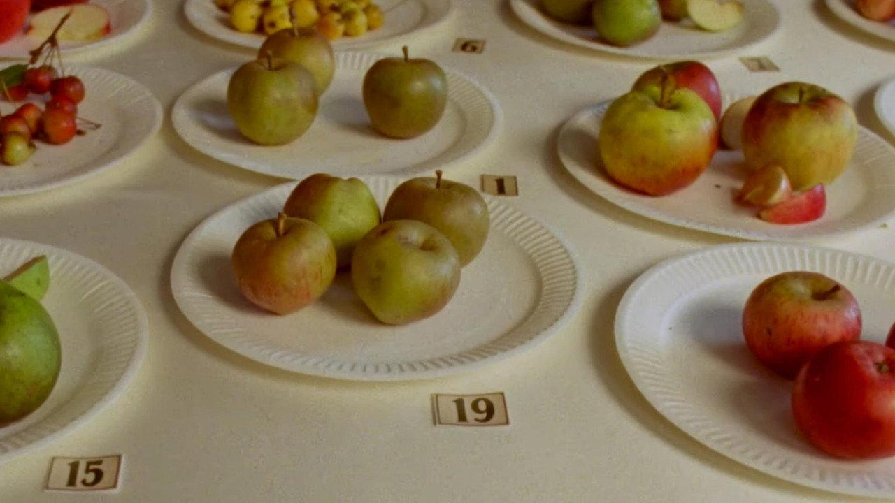 Some Interesting Apples backdrop