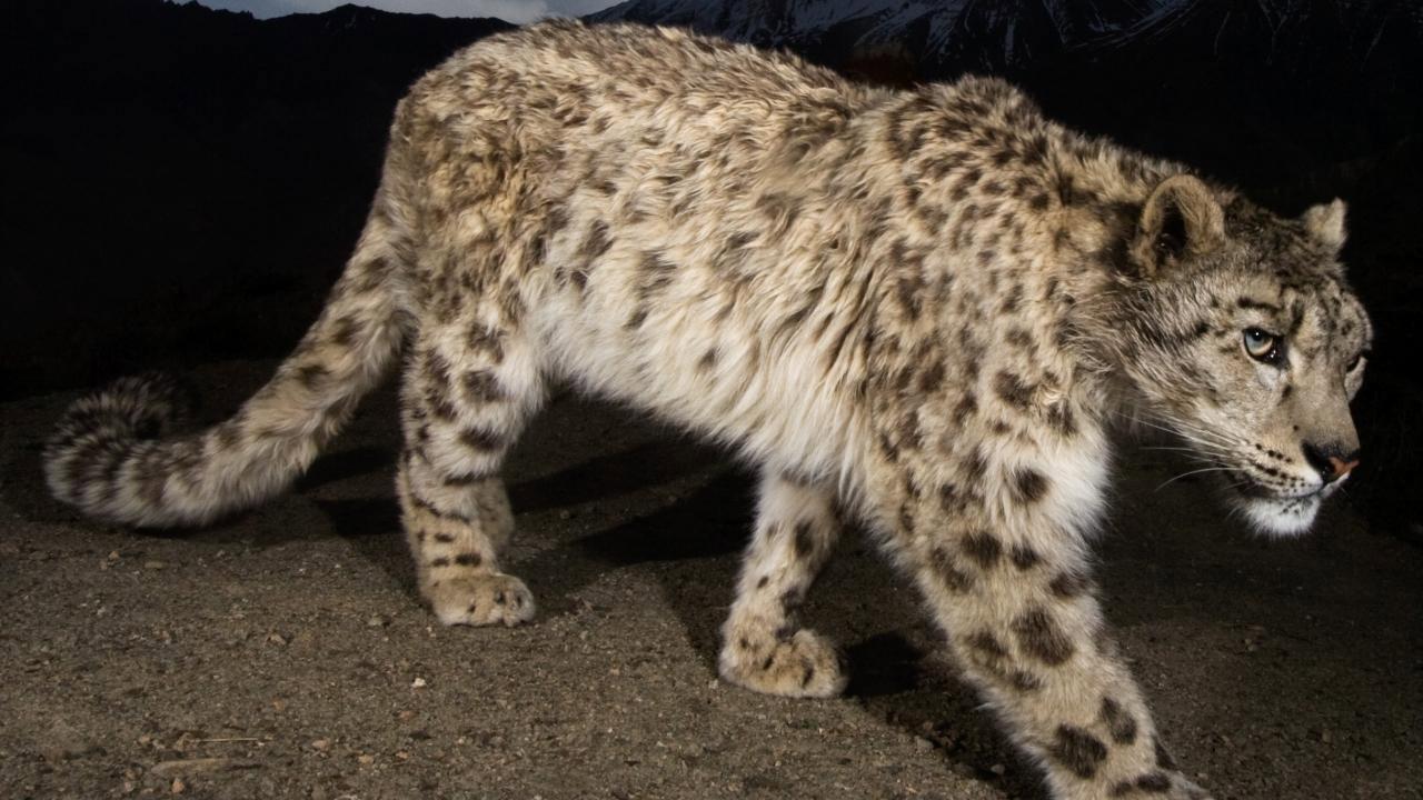 Snow Leopard of Afghanistan backdrop