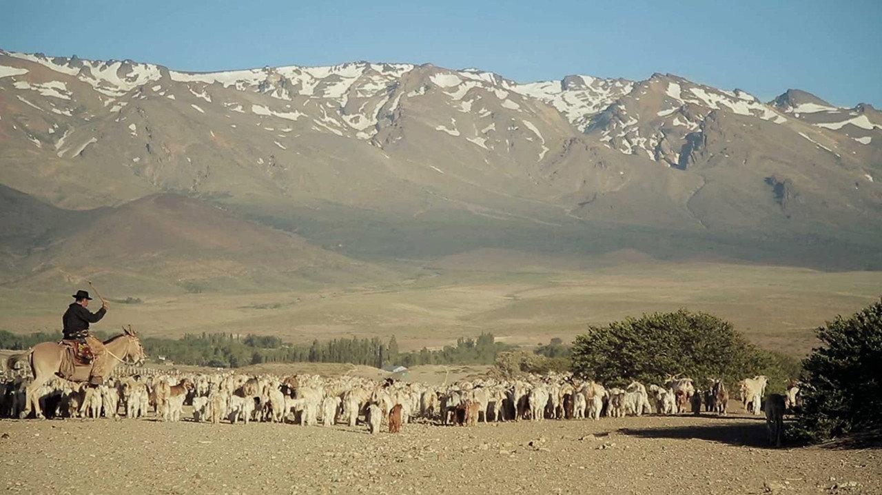 Transhumance backdrop