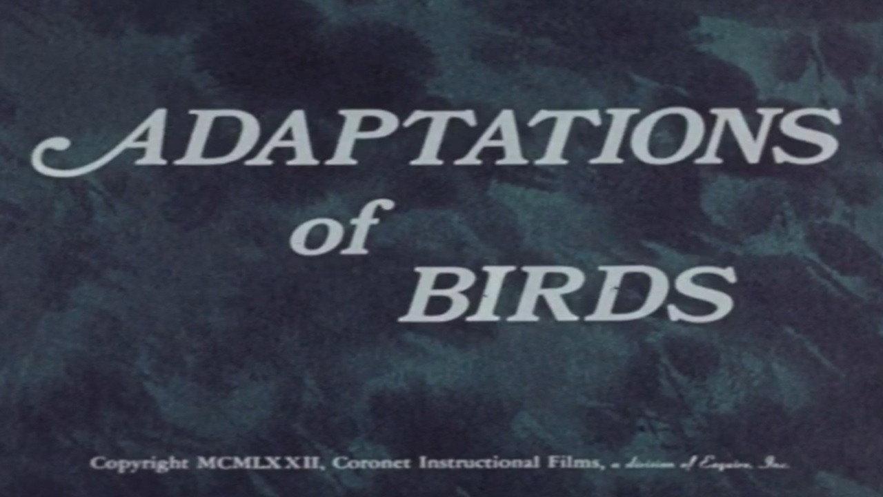 Adaptations of Birds backdrop