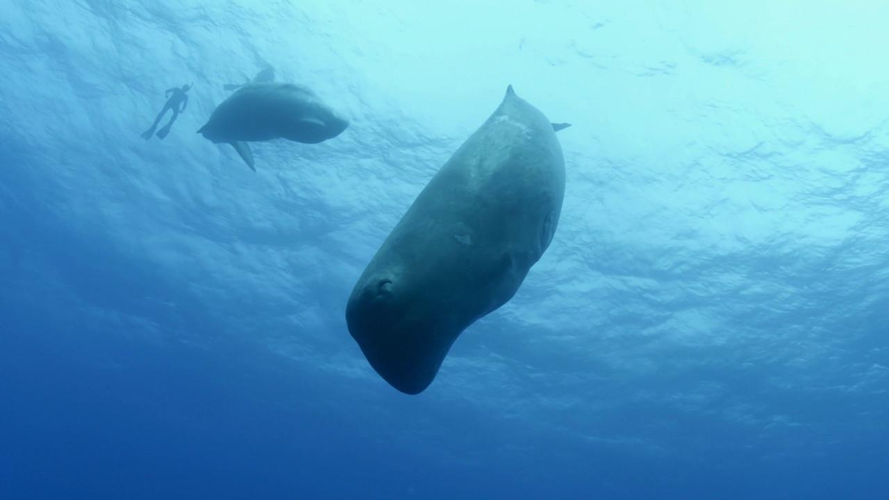 Song of the Sperm Whale backdrop