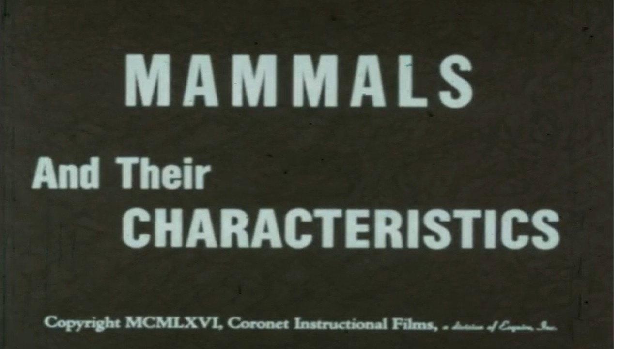 Mammals and Their Characteristics backdrop