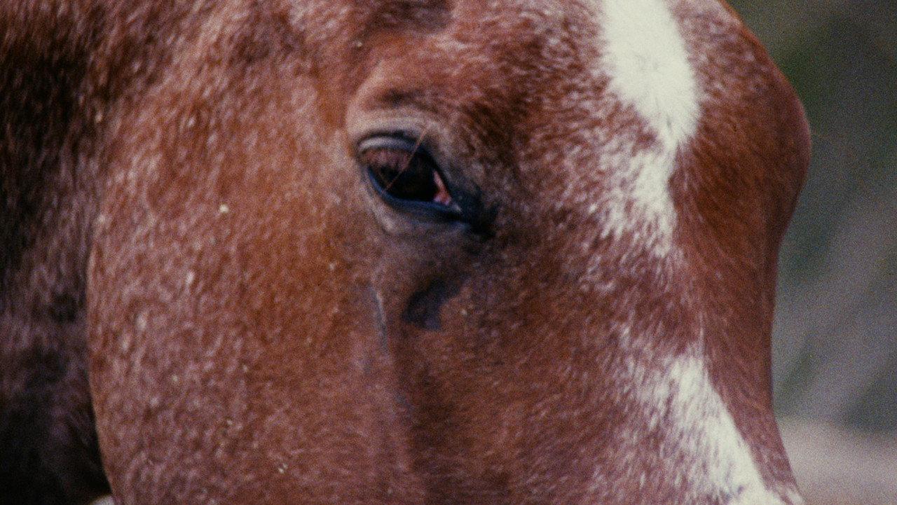Horse Language backdrop