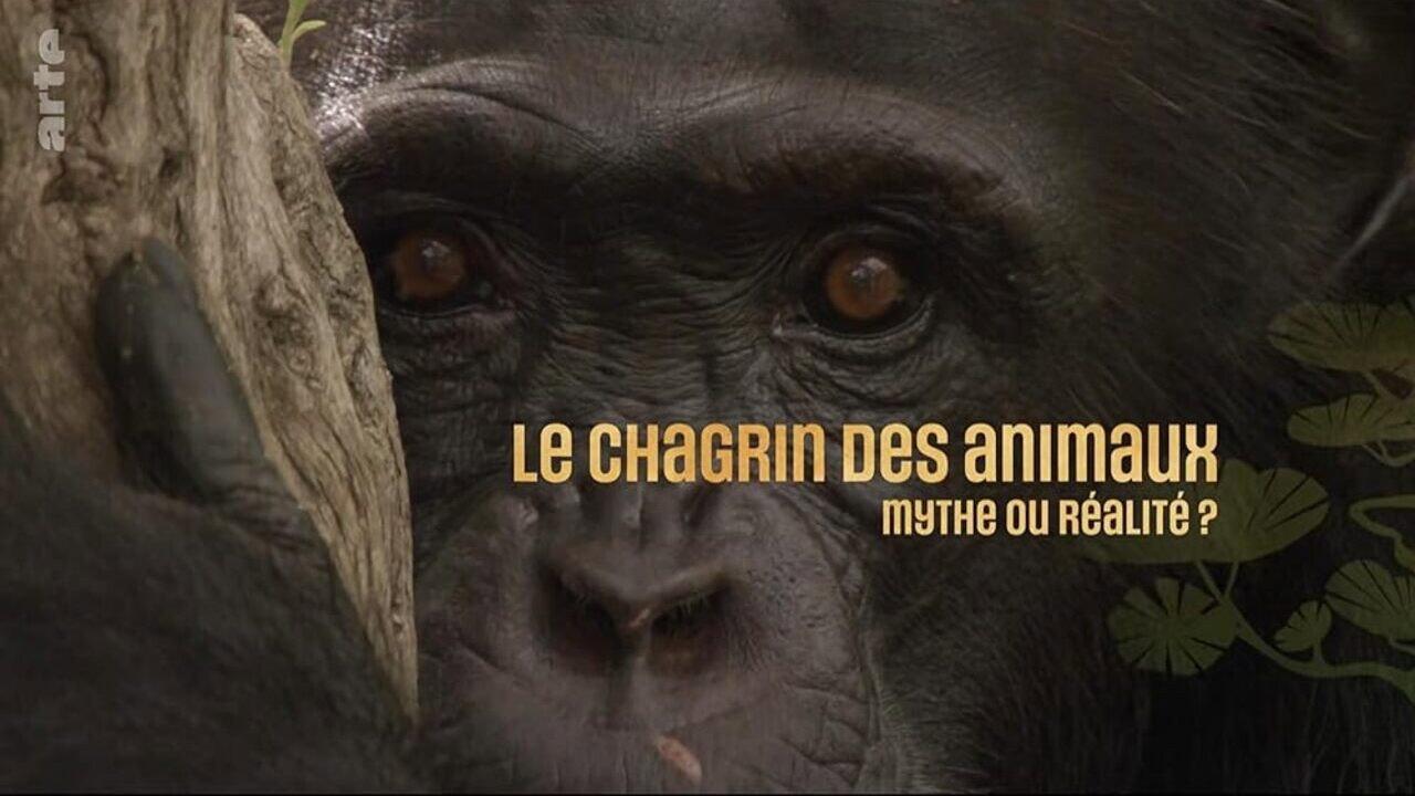 Le chagrin des animaux : mythe ou réalité ? backdrop
