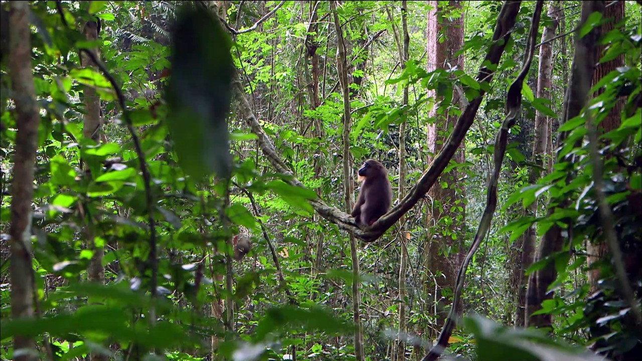 Mandrills : le paradis retrouvé backdrop
