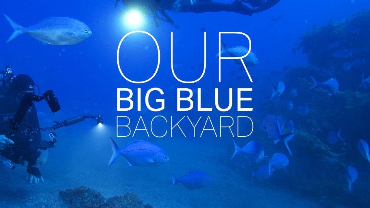 Our Big Blue Backyard backdrop