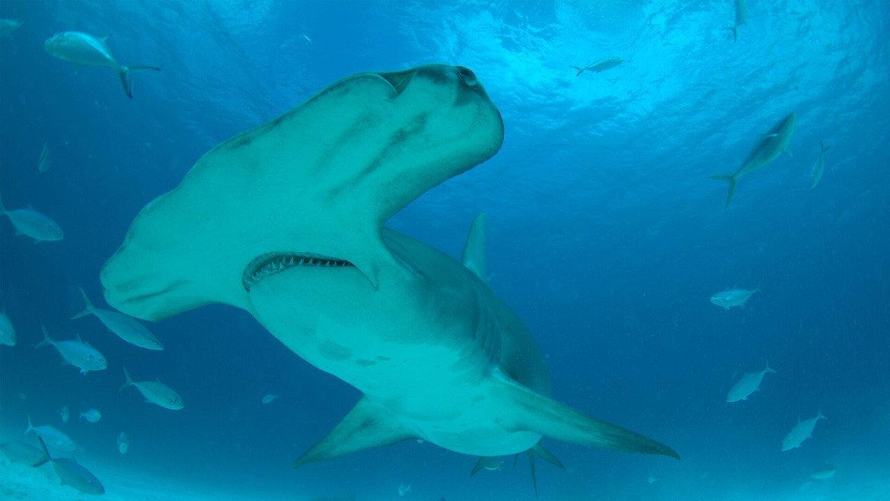 Mega Hammerhead: Ultimate Predator backdrop
