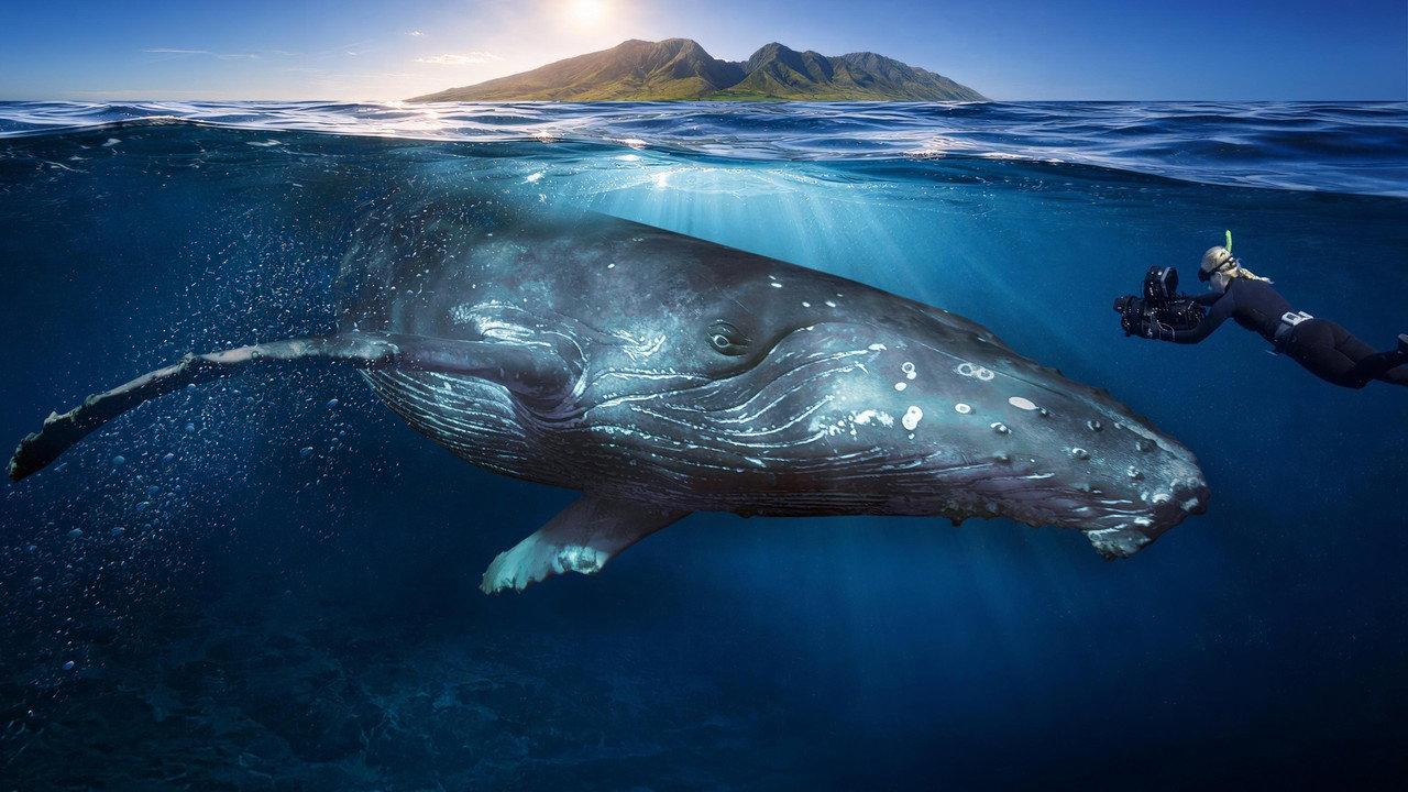 Among Humpback Whales backdrop
