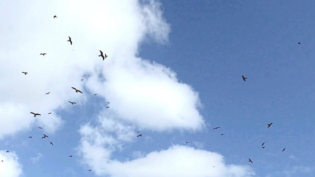 Flight backdrop