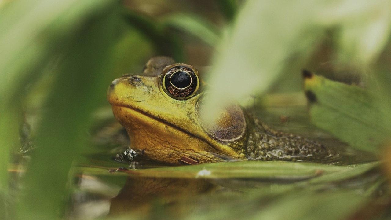 Understanding Myself as an Amphibian backdrop