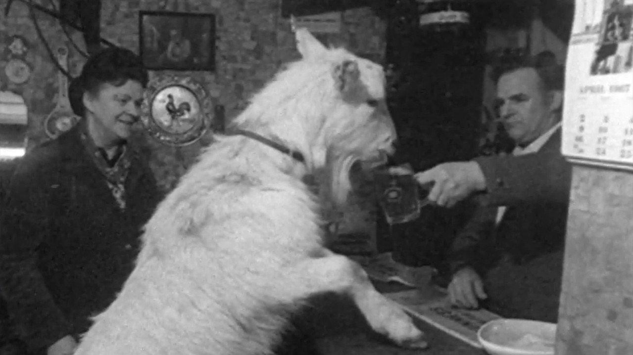 Beer-drinking Billy backdrop