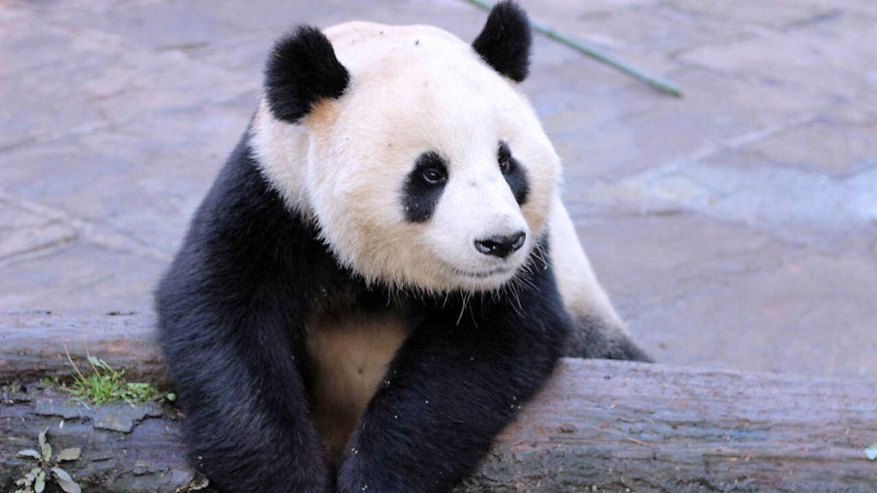 Wild About Pandas backdrop