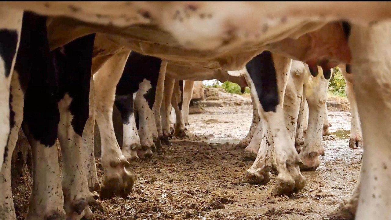 Cows With No Name backdrop