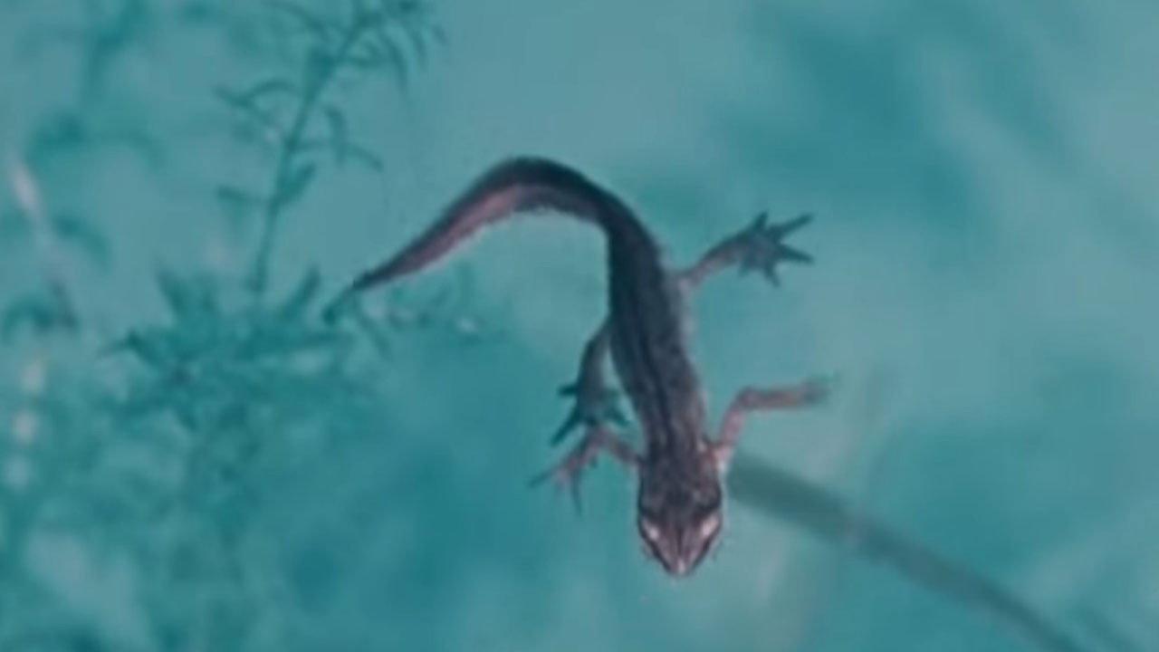 Life and Death in A Pond backdrop
