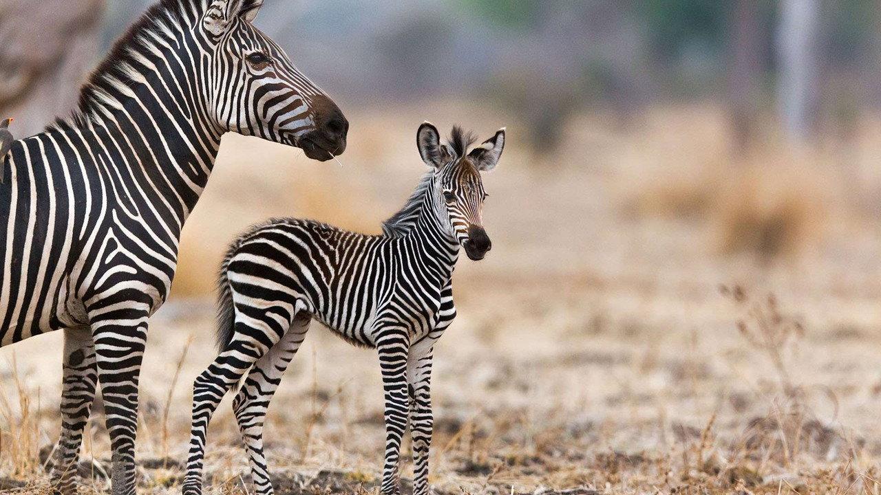 Les animaux sauvages et leurs petits backdrop