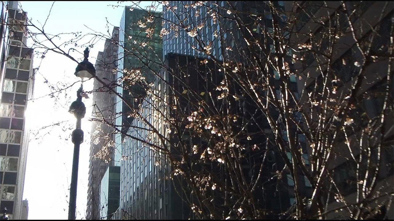 City Foliage backdrop