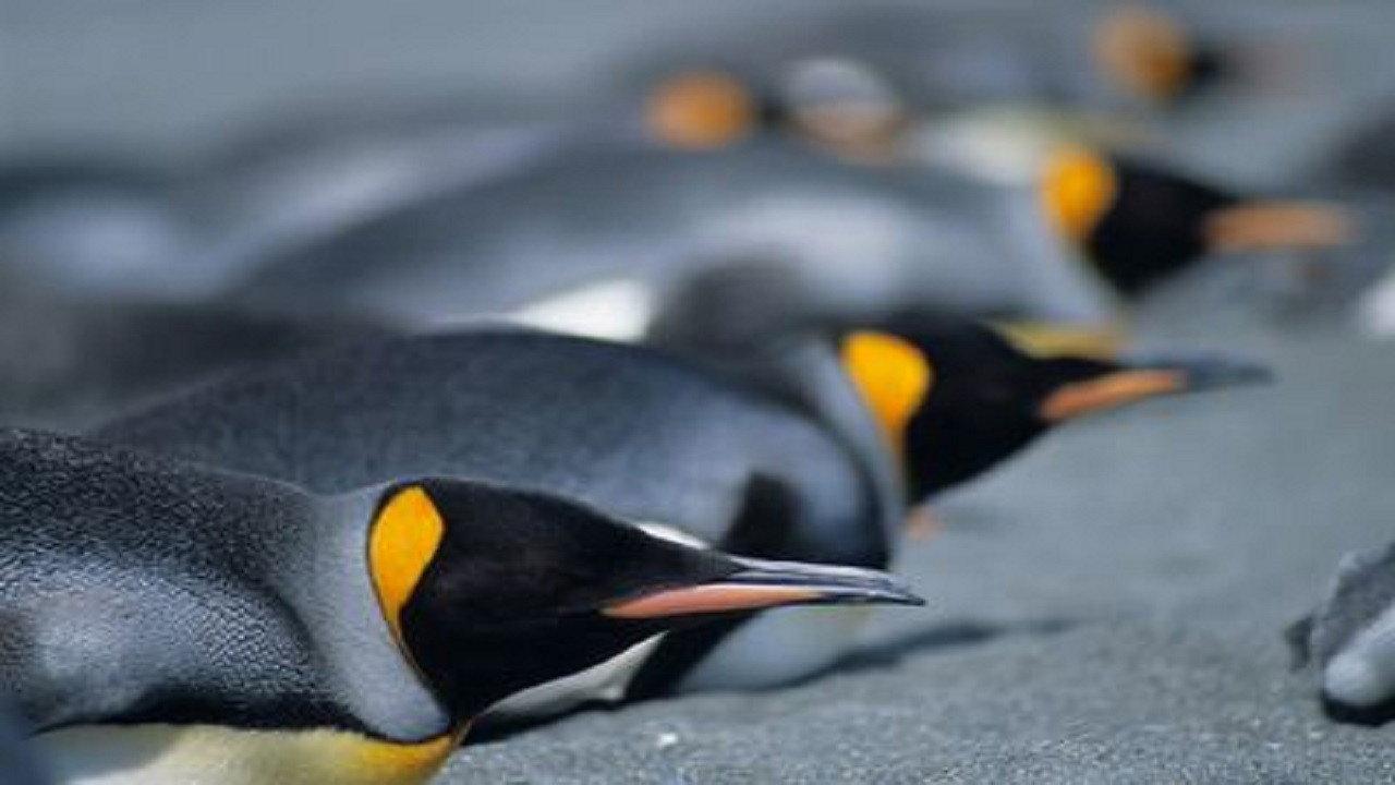 Penguins: The Story of the Bird that wanted to be Fish backdrop