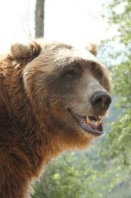 Bart the Bear profile photo