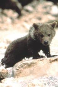Douce the Bear profile photo