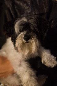 Sadie Cookie Smith profile photo