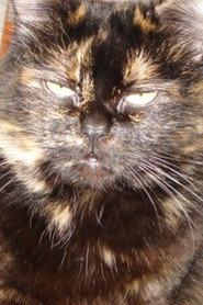 Gojira Cat profile photo