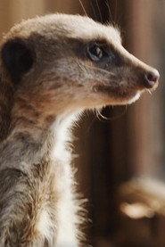 Elvis the Meerkat profile photo