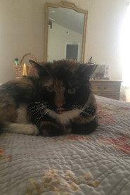 Stella the Cat profile photo