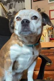 Dorothy the Dog profile photo