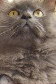 Monstro Cat profile photo