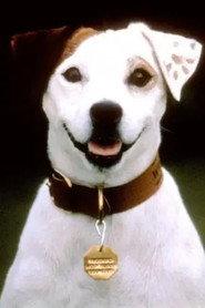 Soccer the Dog profile photo