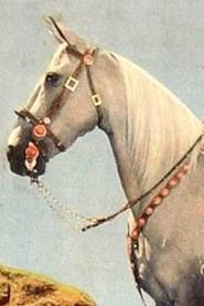 Tarzan profile photo