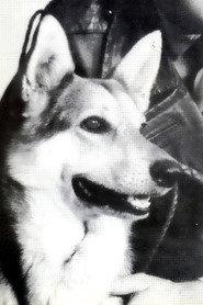 Cão King profile photo