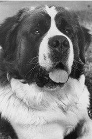 Chris the Dog profile photo