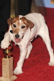 Uggie profile photo