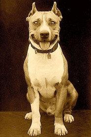 Luke the Dog profile photo