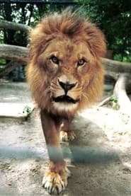 Caesar the Lion profile photo