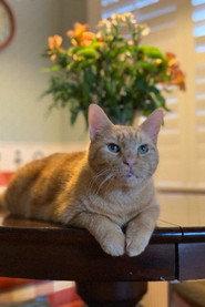 Murphy the Cat profile photo