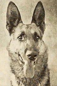 Thunder the Dog profile photo