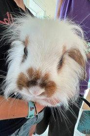 Bernard (lapin) profile photo