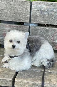 Dixon profile photo