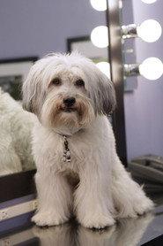 Pudsey profile photo