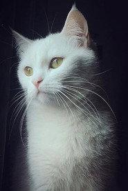 Pari profile photo