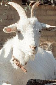 Salma profile photo