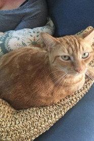 Oliver the Cat profile photo
