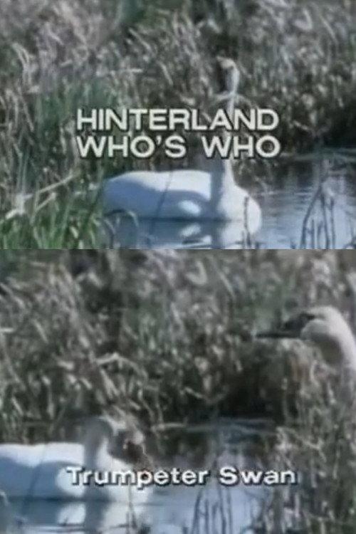 Hinterland Who's Who: Trumpeter Swan backdrop